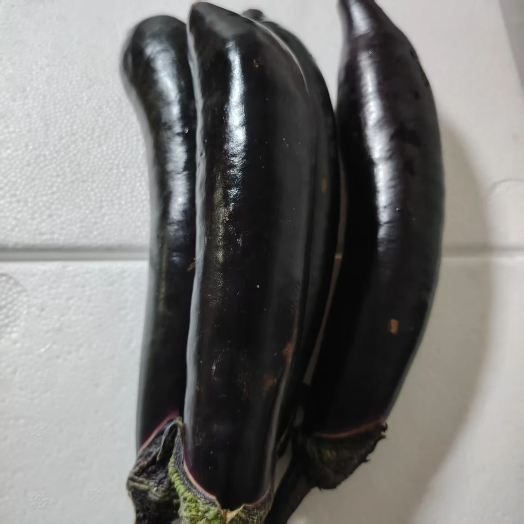 东北当地紫把茄子现摘现发5斤包邮
