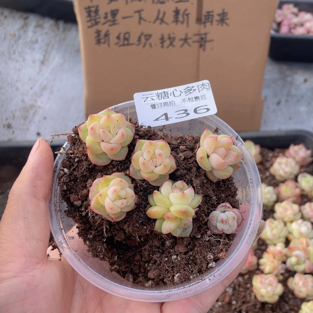 云糖心多肉植物436