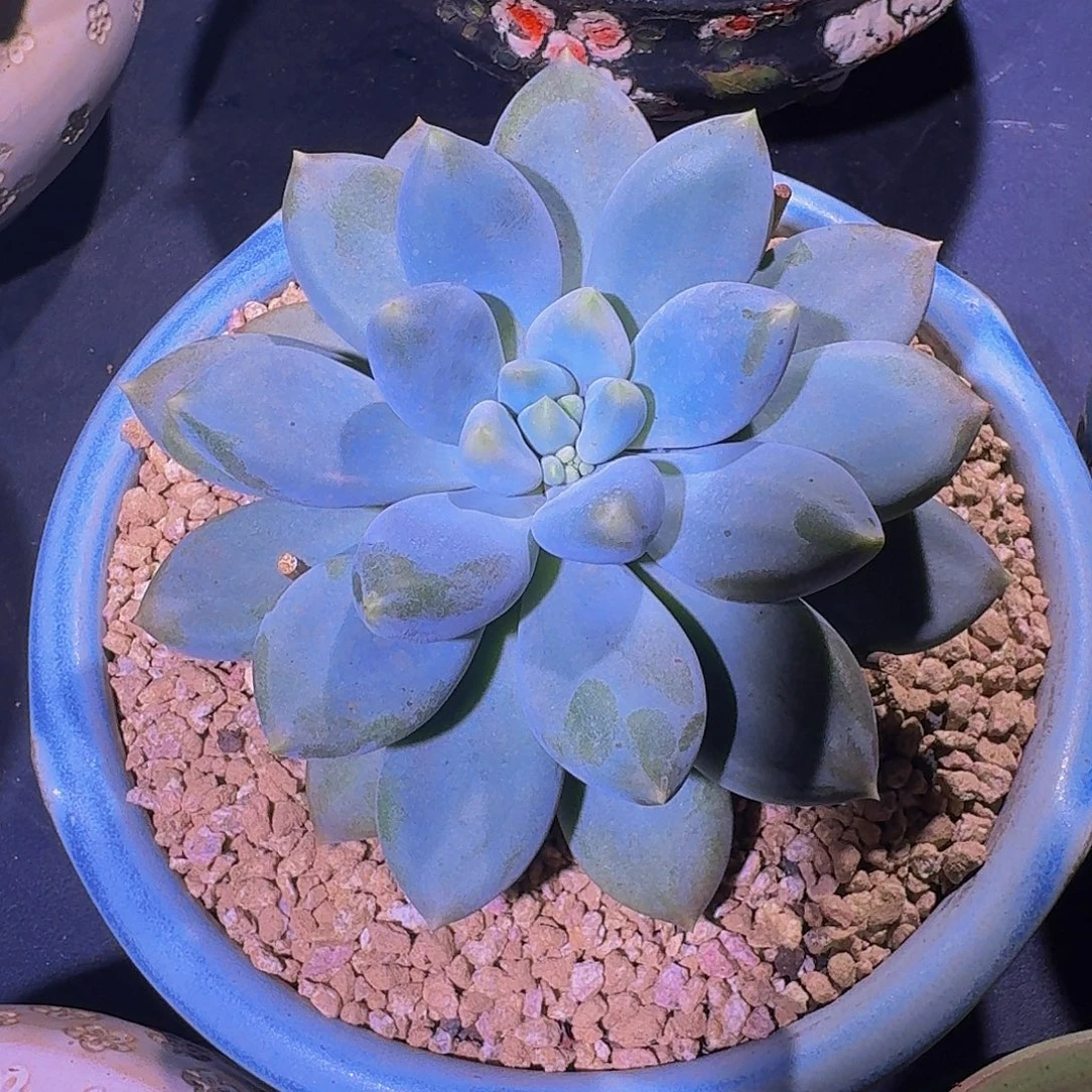 黄胖体 哥特 单头 一物一拍