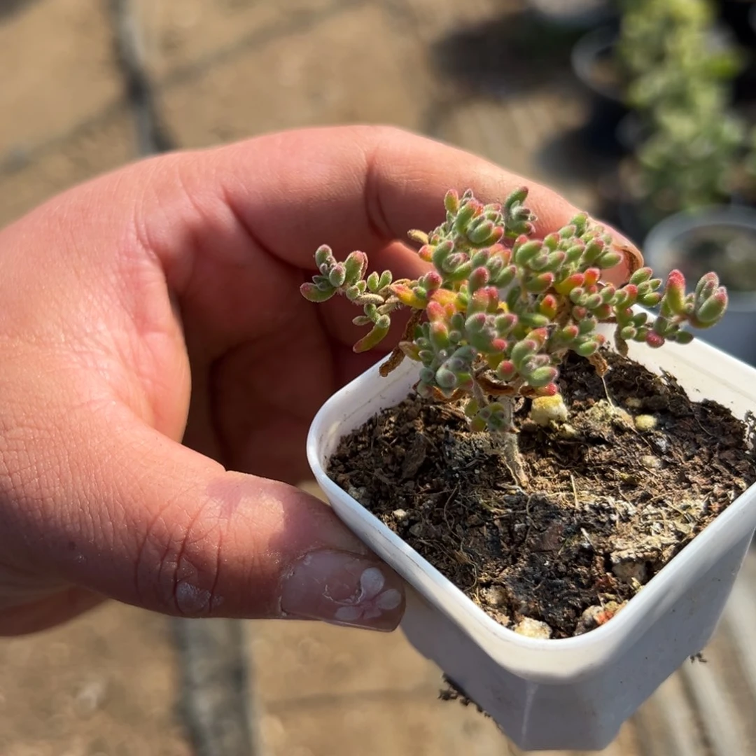 多肉植物多肉植物