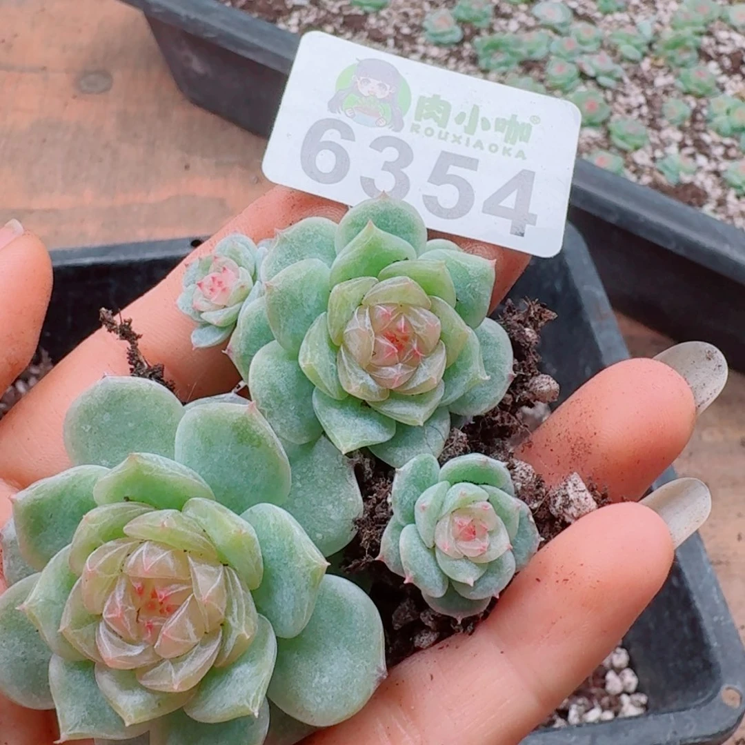 多肉植物多肉植物