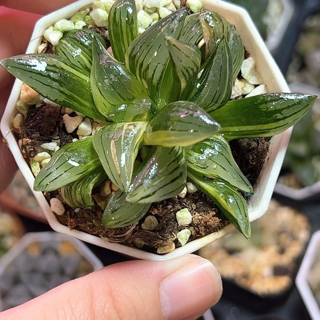 红纹寿锦十二卷多肉植物