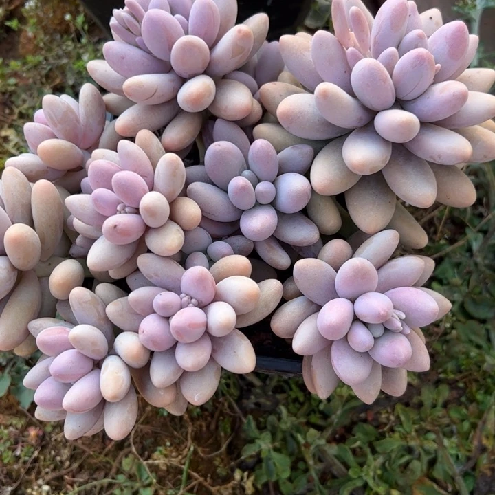 粉色恋人多肉植物