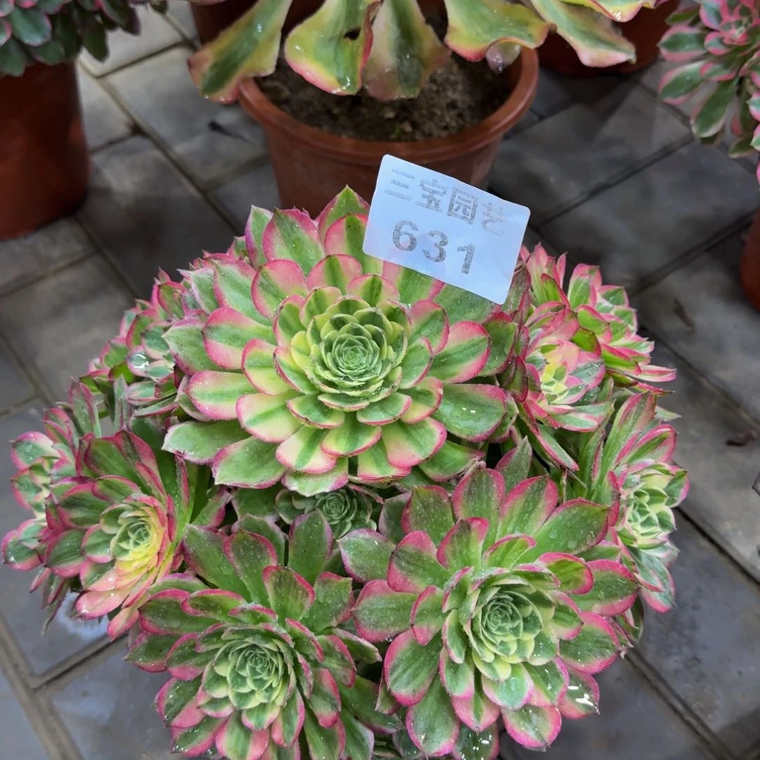 多肉植物631海王
