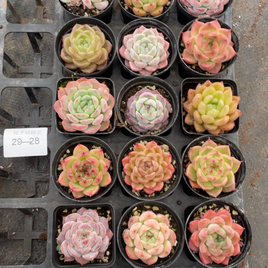 一物一拍18棵29-28