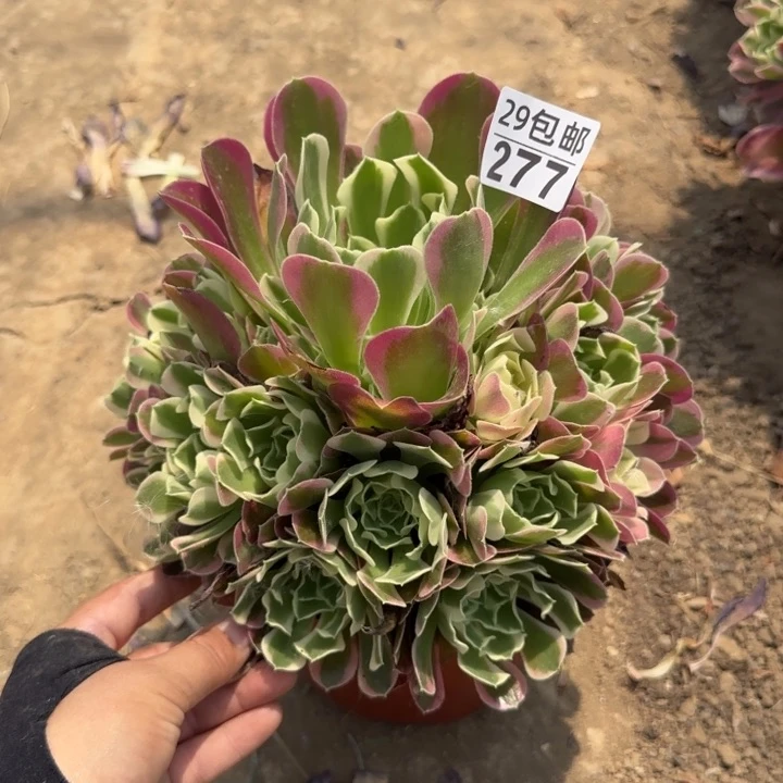白凤……多肉植物……