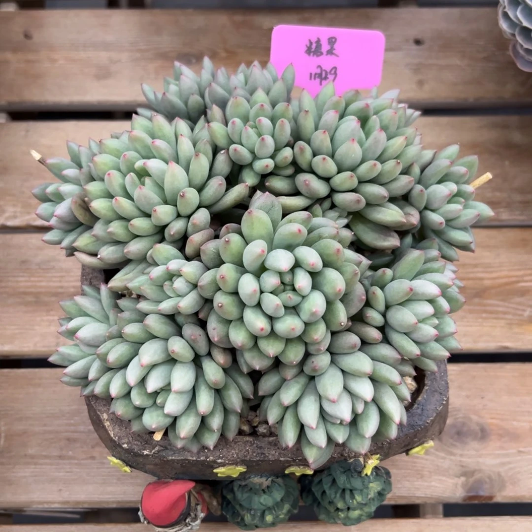 一物一拍链接，岩子美人，糖果寄养