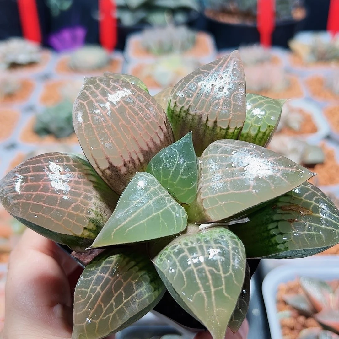 十二卷多肉粉玻璃