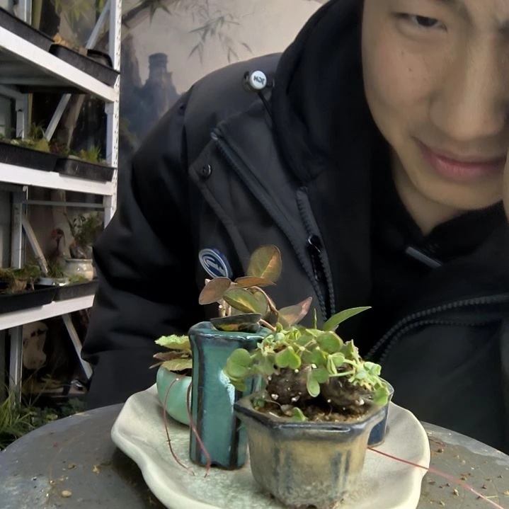 杏**李小盆景小植物一物一拍125