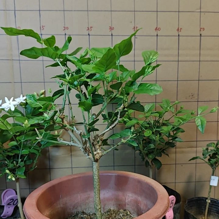 完全开放特价单瓣笔尖茉莉五年苗