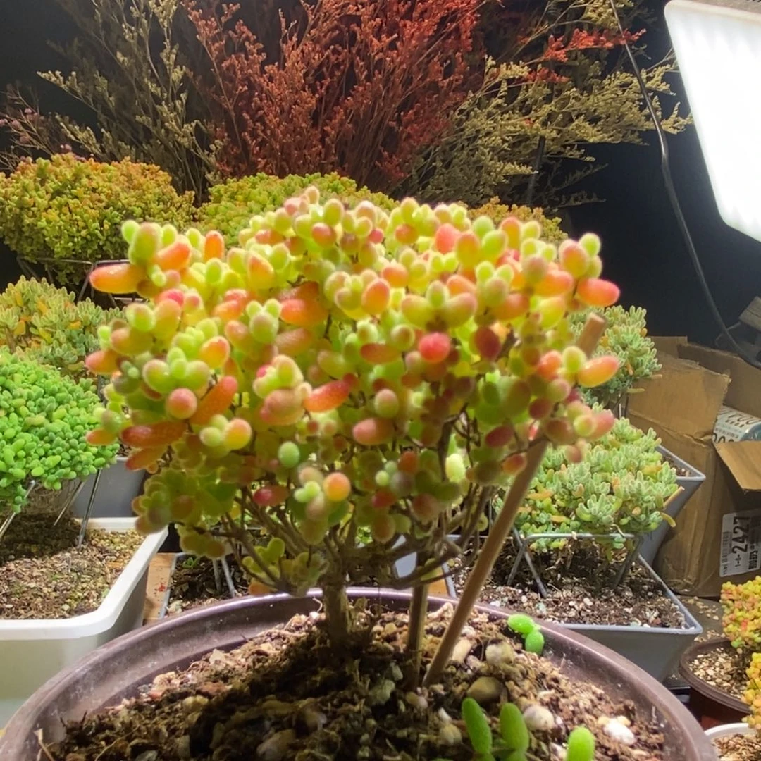 小直腿蜜桔枝干407