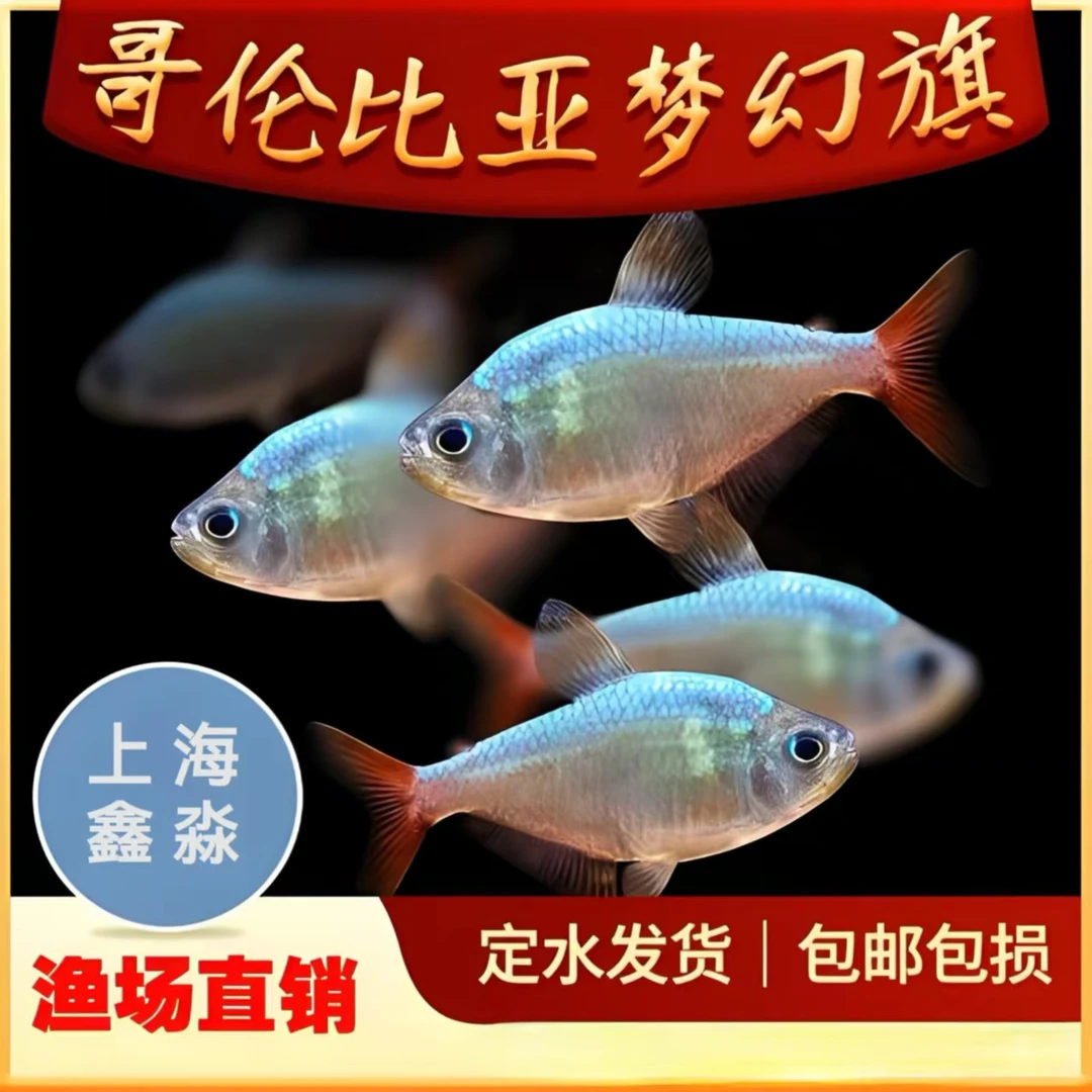 哥伦比亚梦幻扯旗热带淡水草缸群游活体好养易好养好养耐寒小鱼