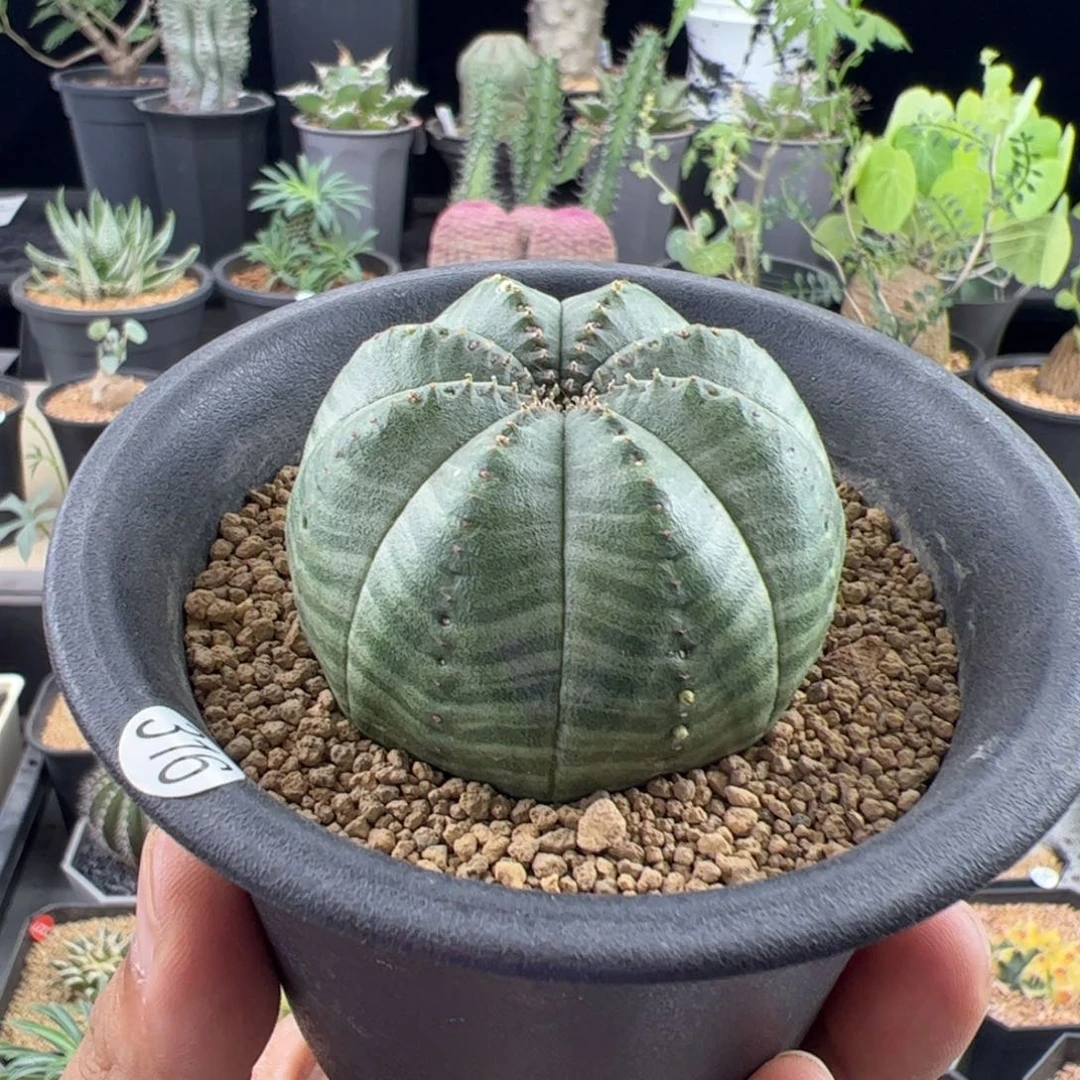 欧布实生5.1一物一拍带盆发