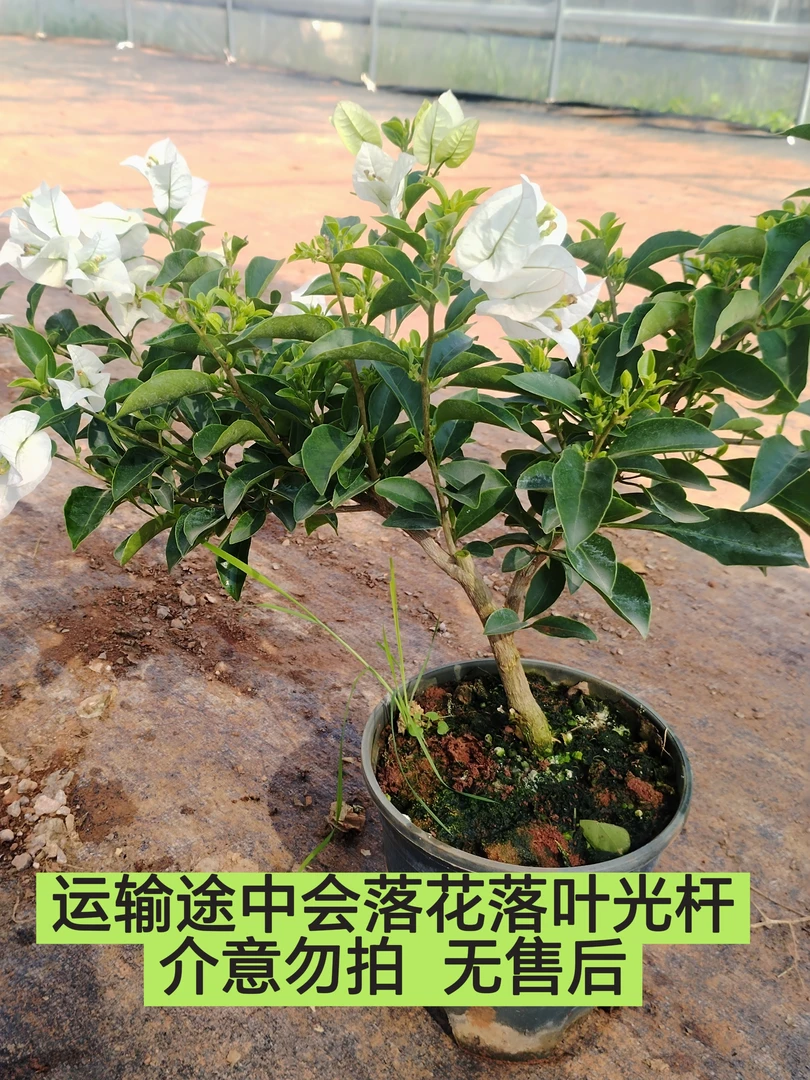 【白雪公主—新叶】介意落花落叶落秃 轻微折枝的勿拍无售后