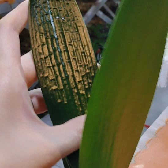 完全开放广西中医药