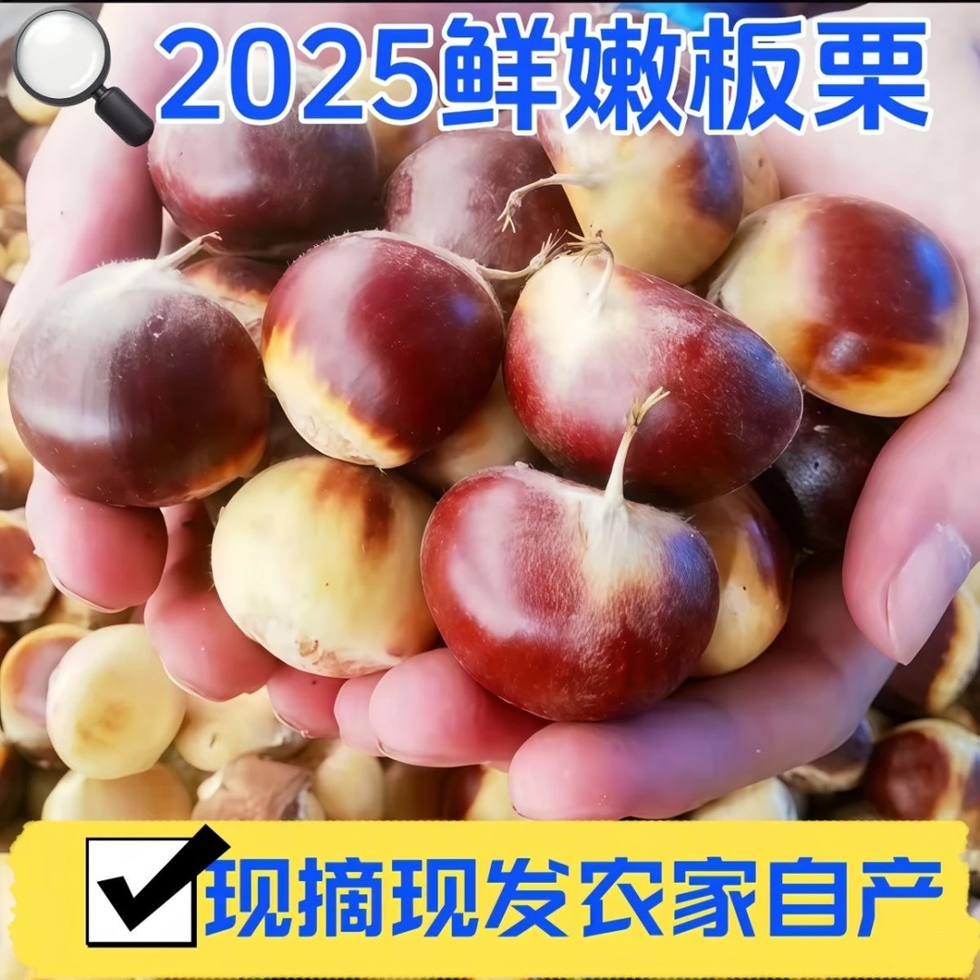 【现摘现发】新鲜板栗批发生栗菜栗毛栗子生板栗板栗2025新鲜板栗