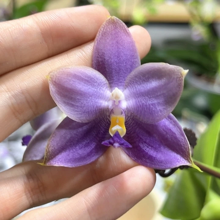 完全开放2.8寸22375开花株