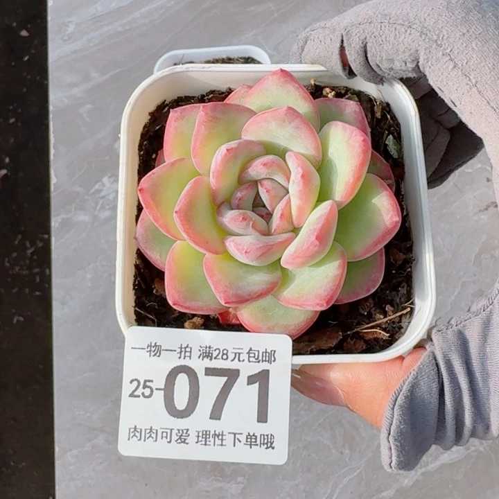 泡芙多肉无盆土发货无