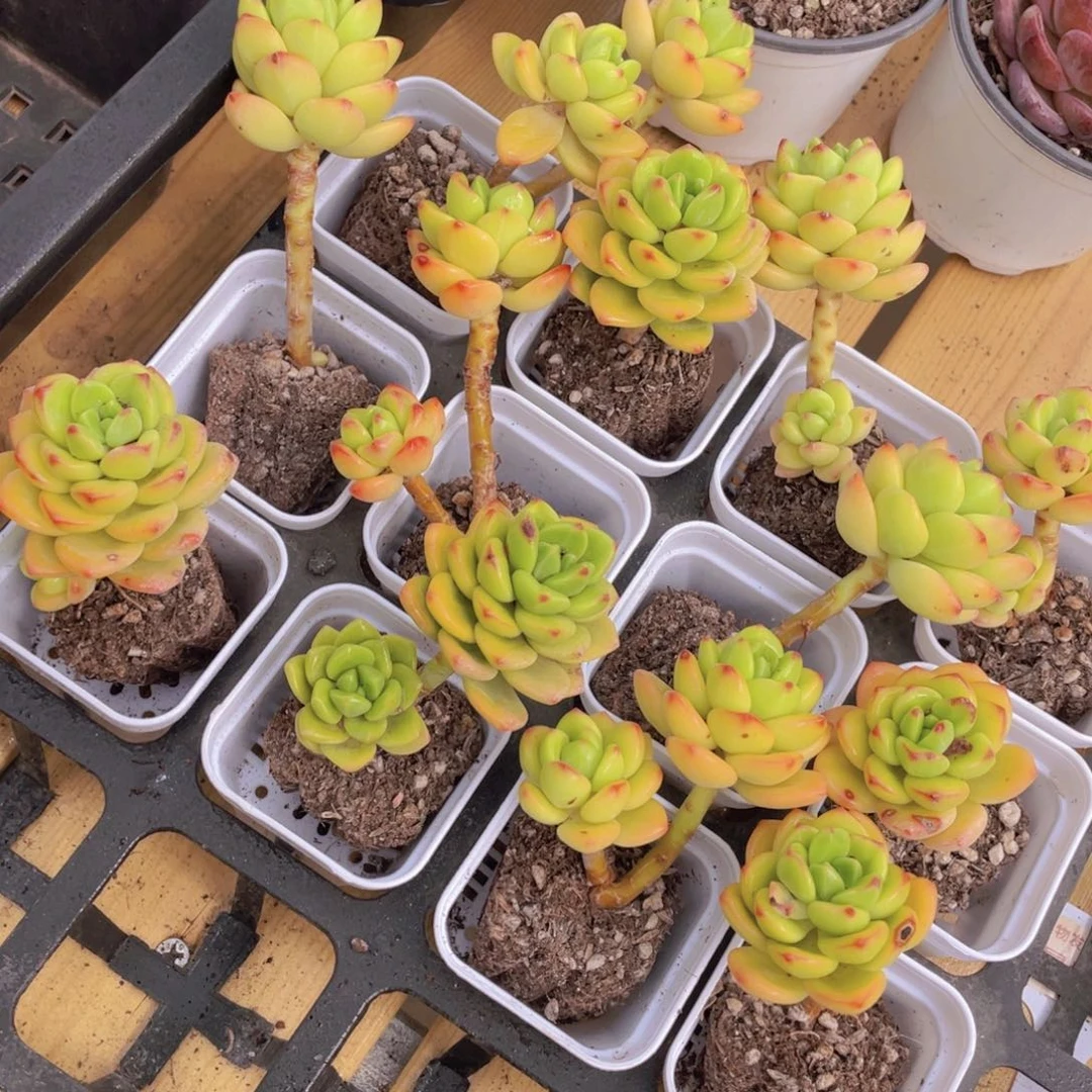 517号 韩版柠檬宝石带腿2个