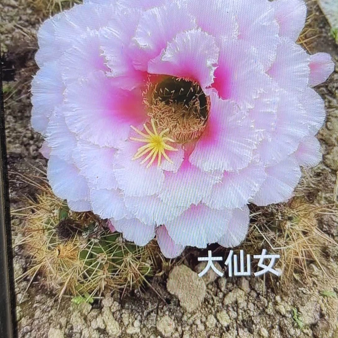 大仙女毛侧牙20包邮仙人球47