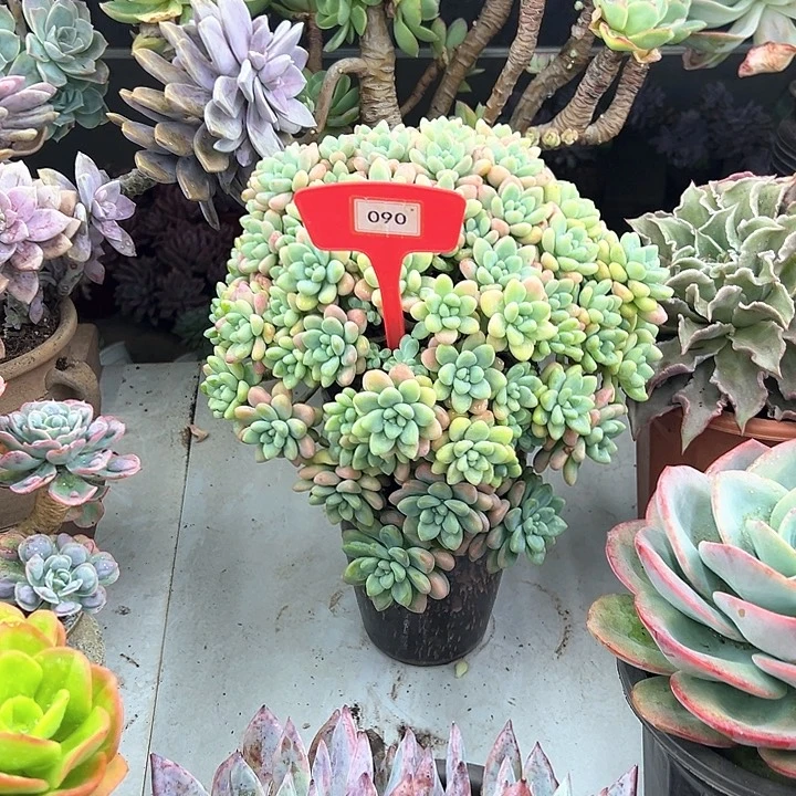 星***线蛋糕多肉植物提取090