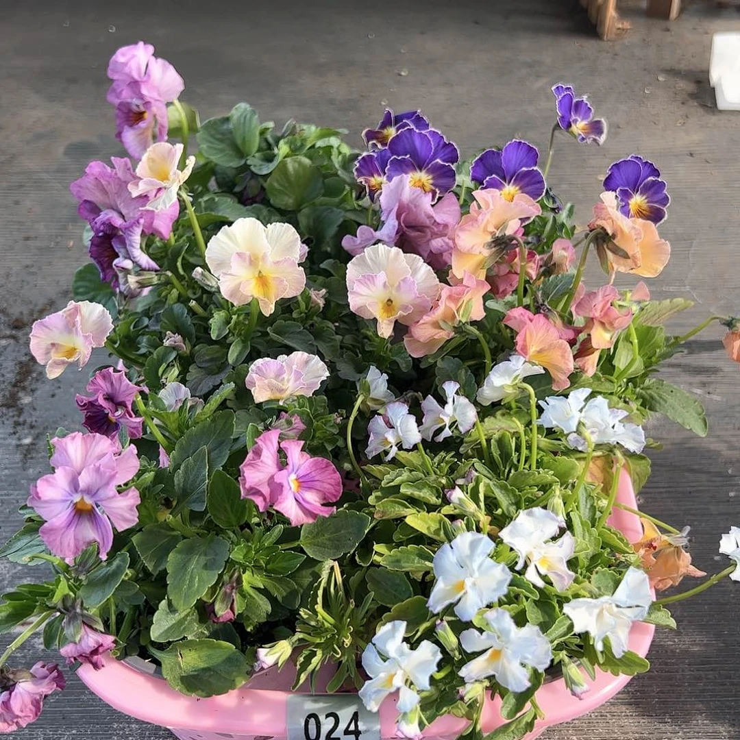 【闪购商品】024号