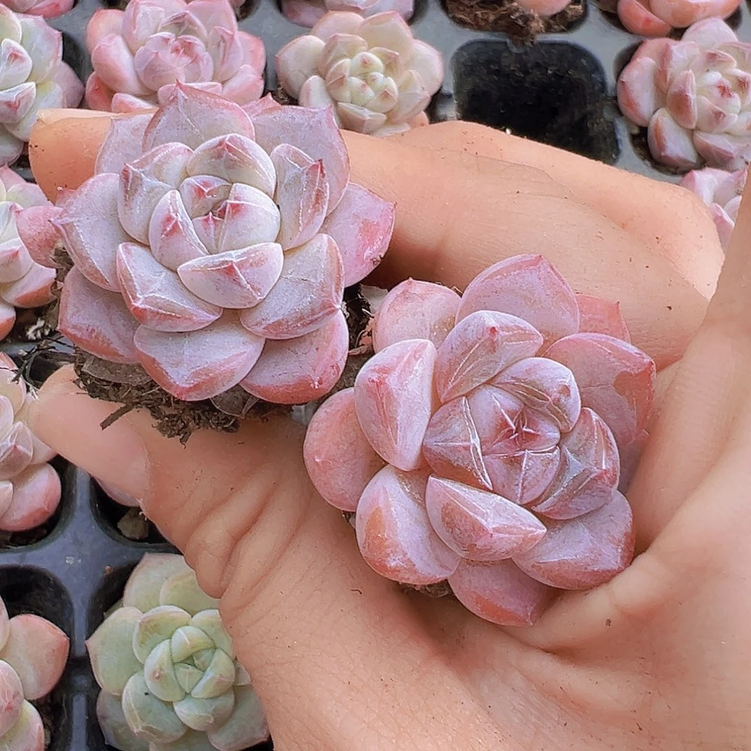 明月之心5颗苗多肉