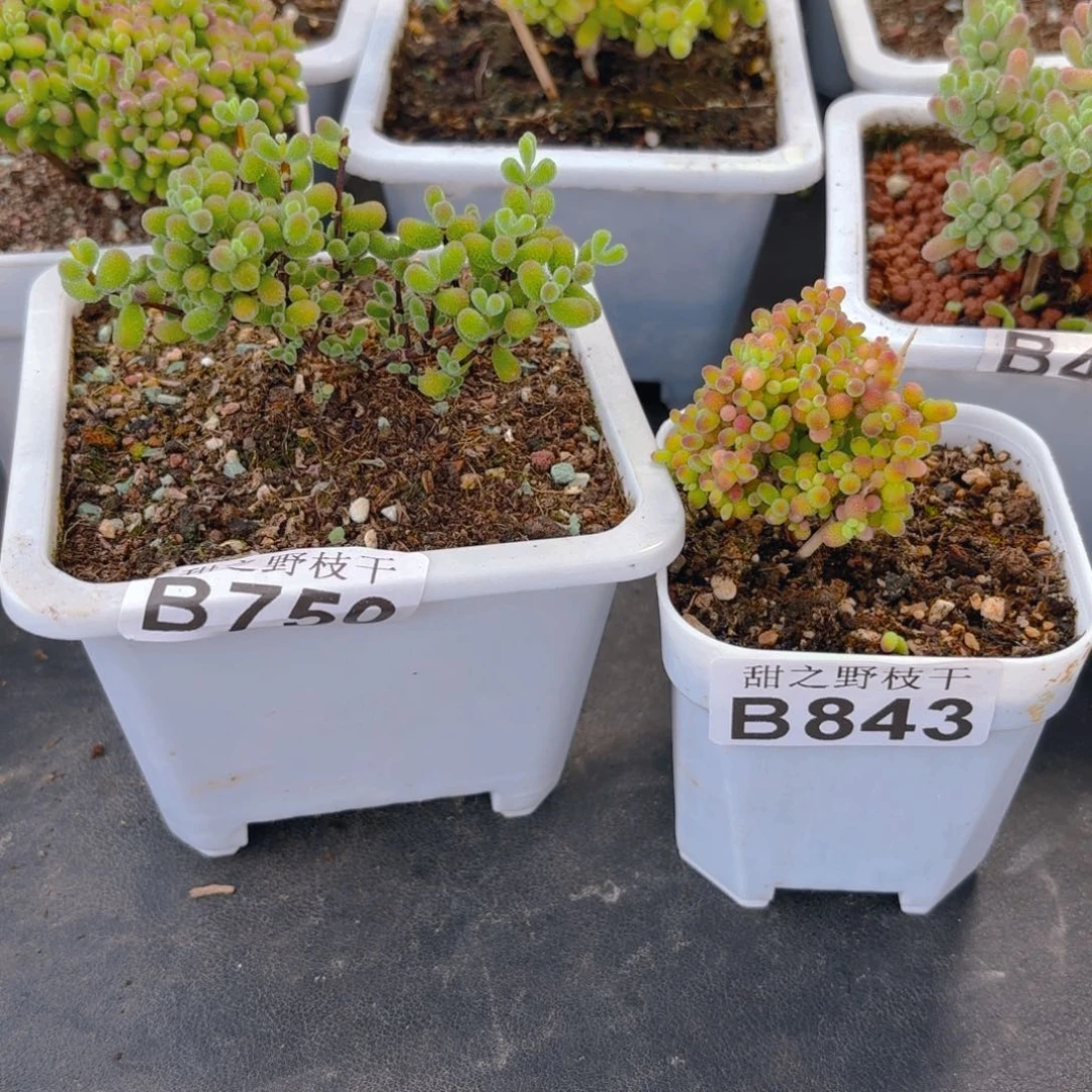 红陶D***g翡翠750和蜜橘843。