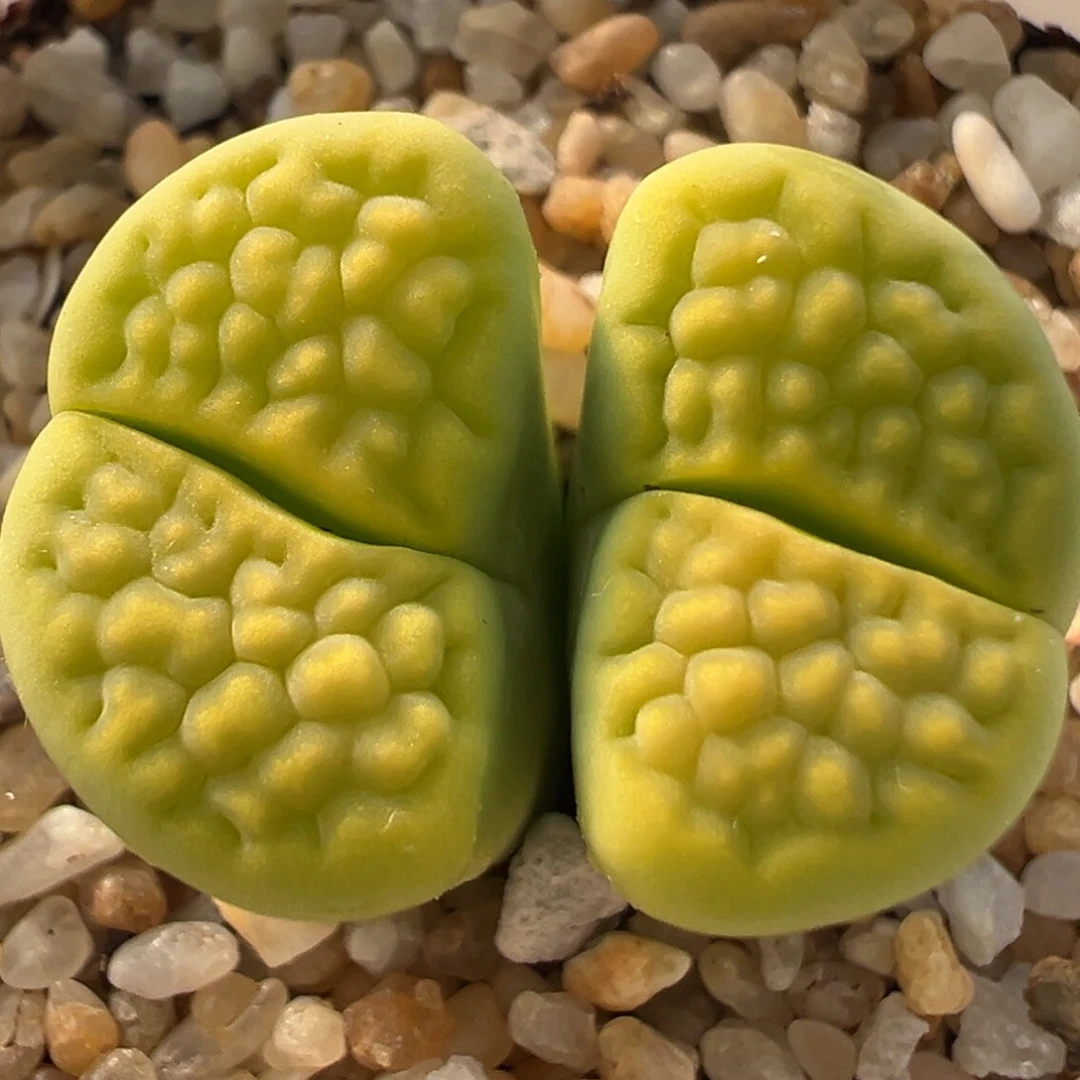 79多肉植物百科知识