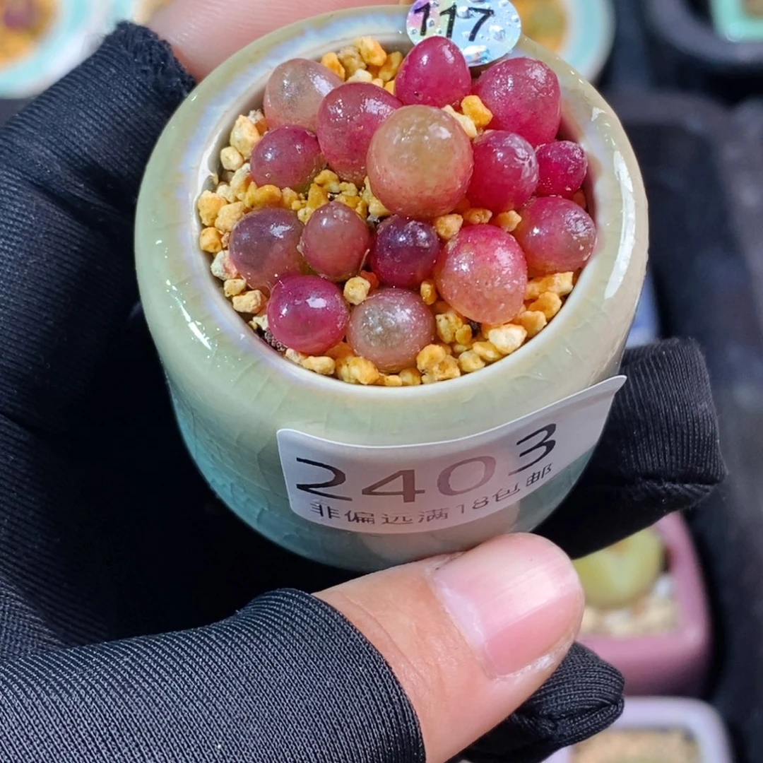 2403-一物一拍带盆