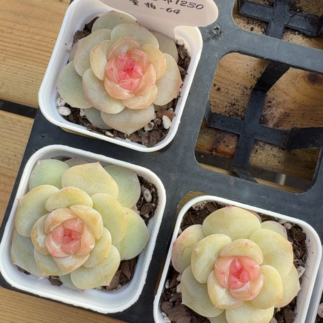 1230-064-芳草二一颗量拍