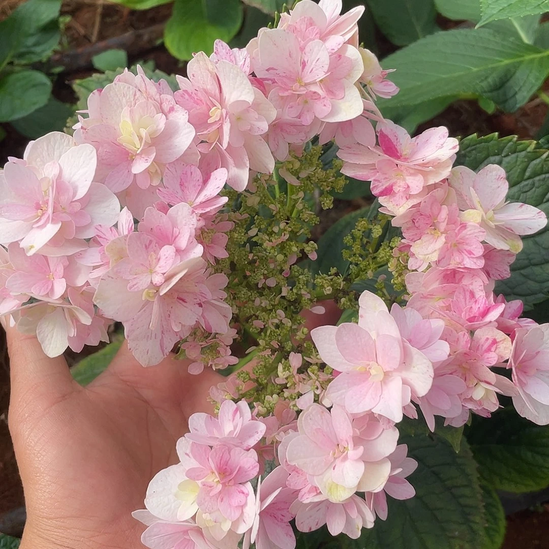 绣球切花一物一拍3枝起包邮，194