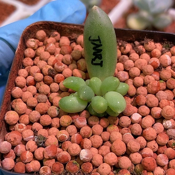 京美人有锦基因多肉植物