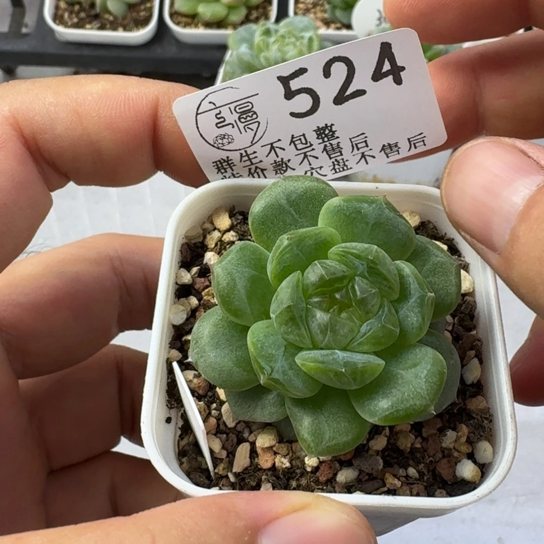 如图524优选麦芽糖102一颗