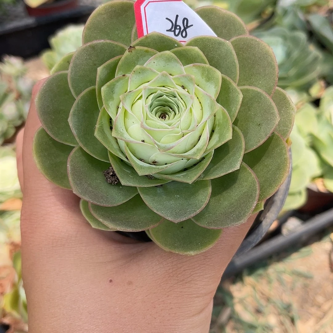 ⋆****山地玫瑰多肉不售后 268