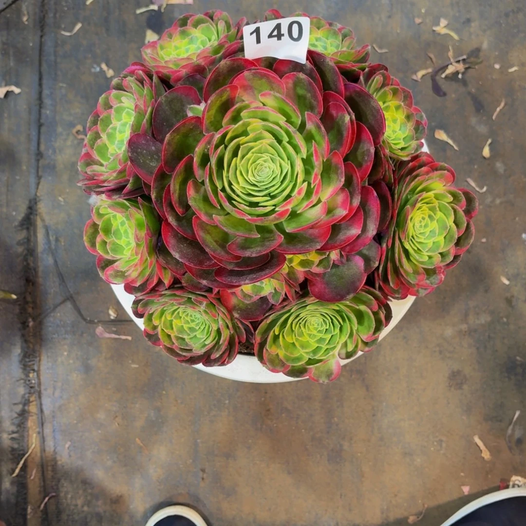 野****】多肉法师水中月140