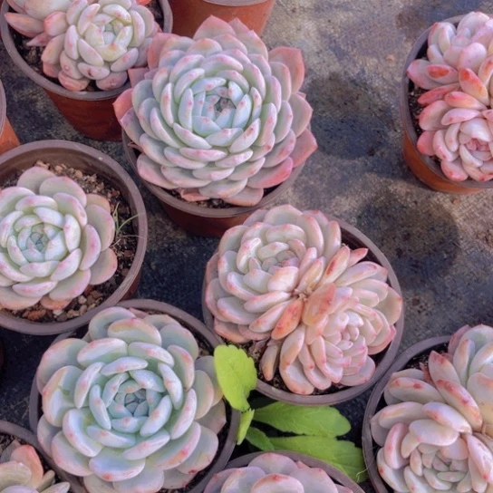 三头橙梦露雪天使