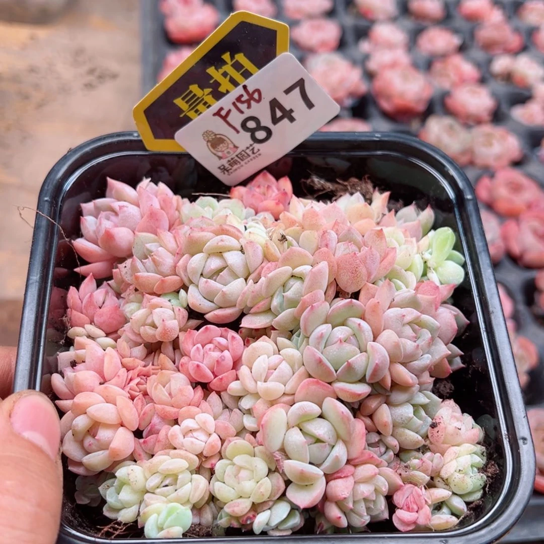 多肉植物多肉植物