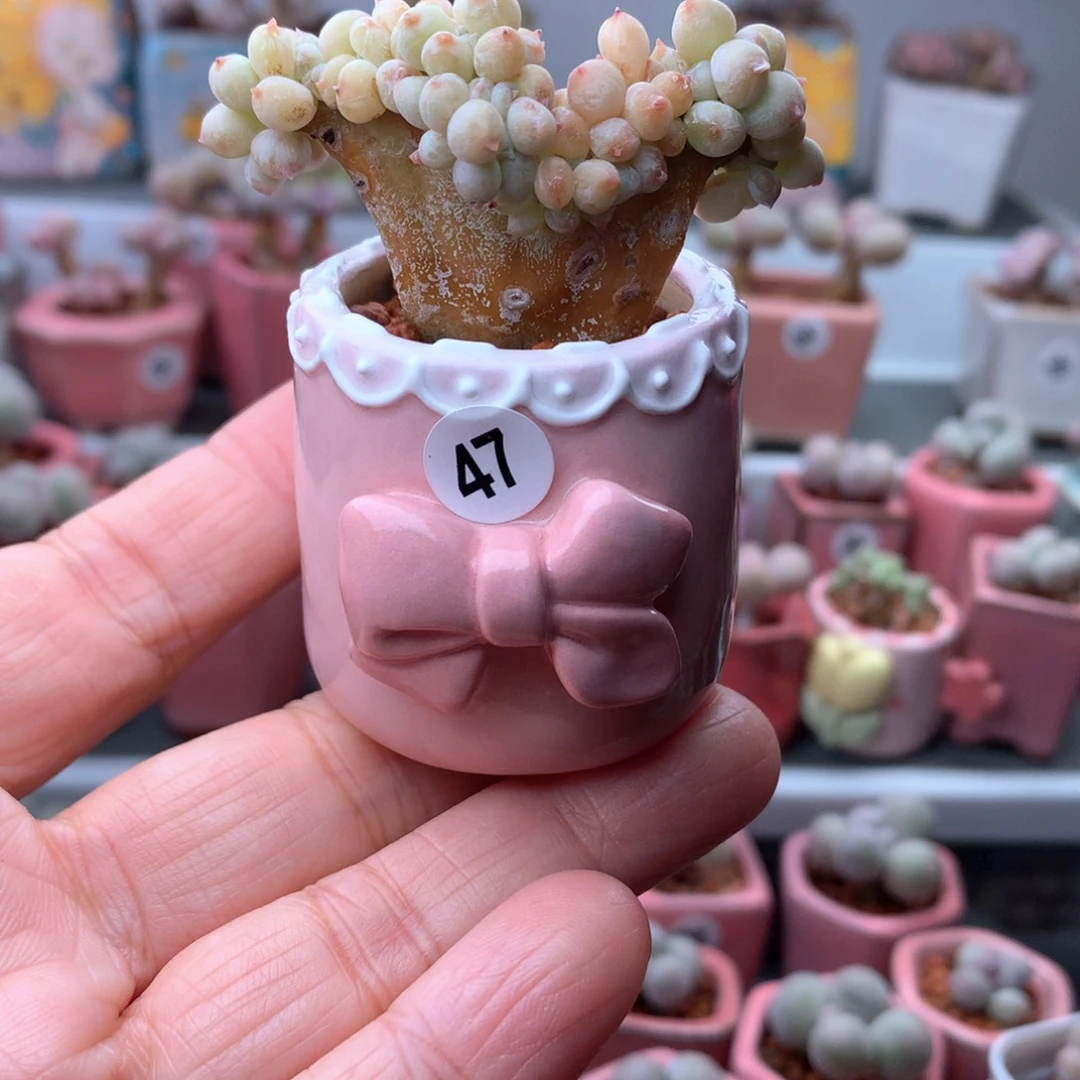萤火虫缀带盆发货