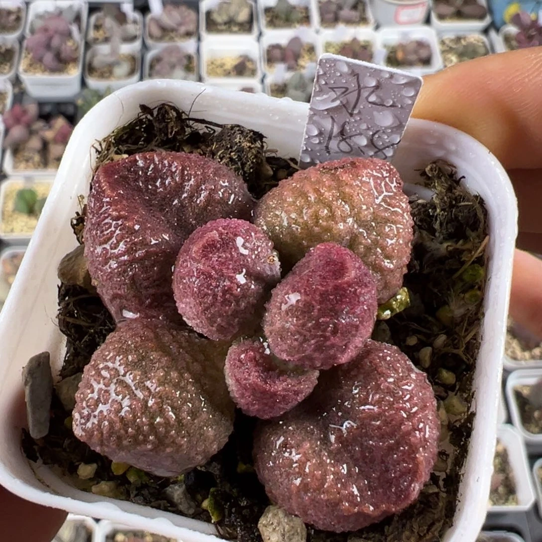 水蜜桃多肉植物水泡