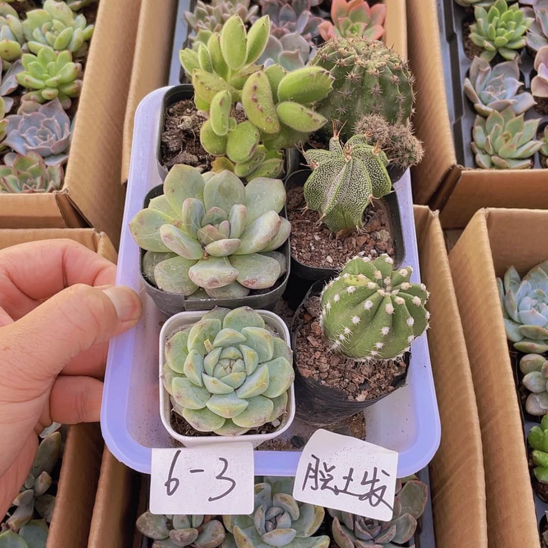 【闪购商品】6颗-3号约4厘米脱土发货