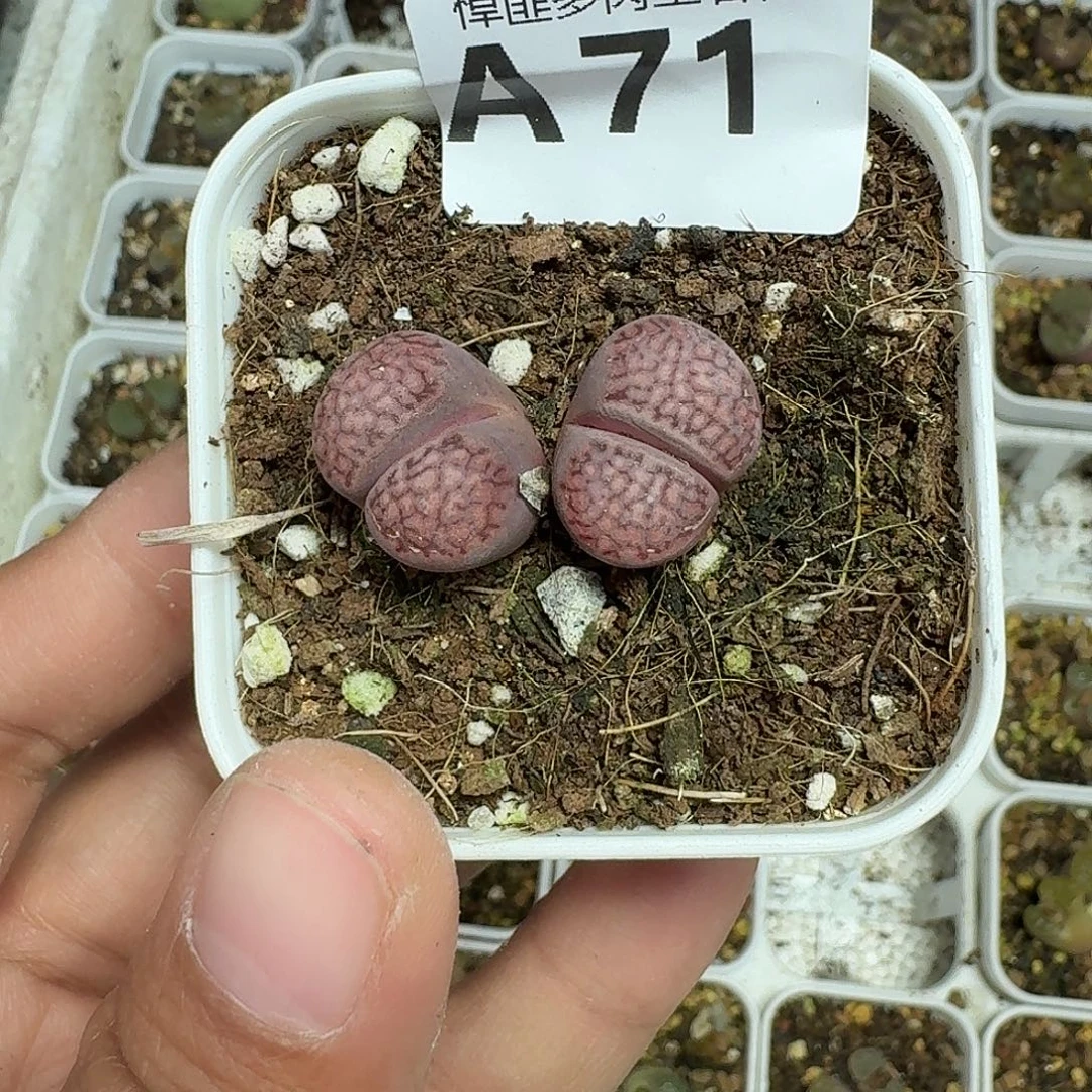 71多肉植物多肉植物