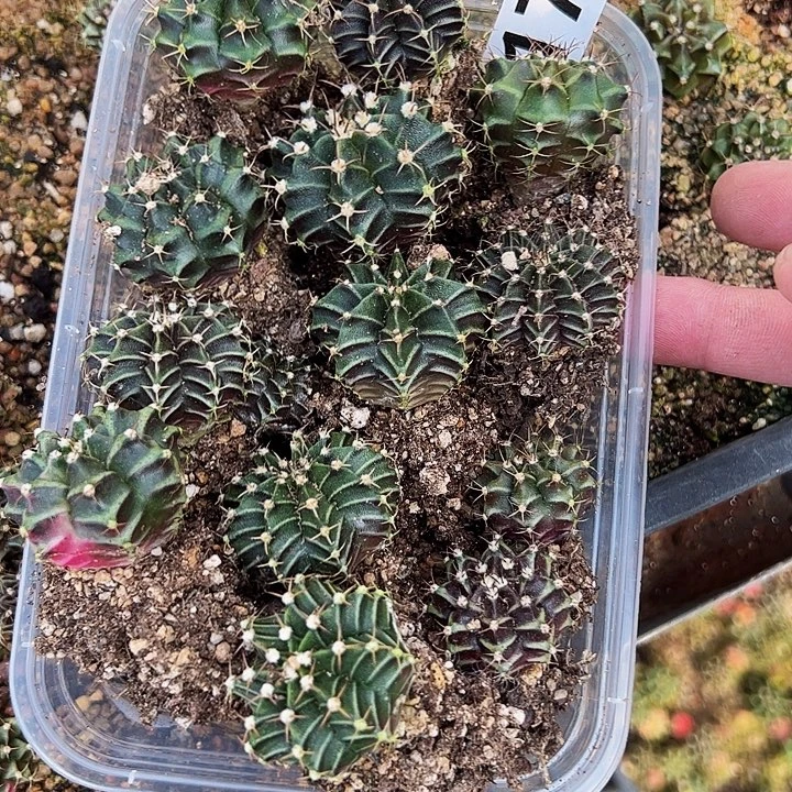 当前无花栽培后可以开花175