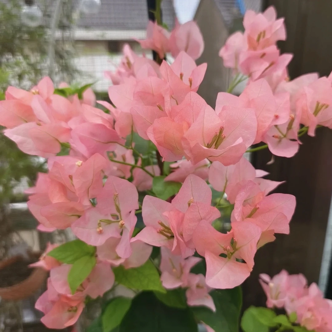 盆苗 【阿奴娜】三角梅 超勤花