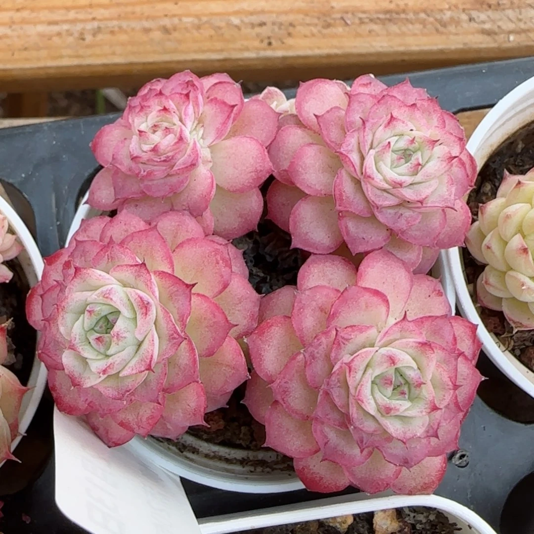 花语逸境0213-420