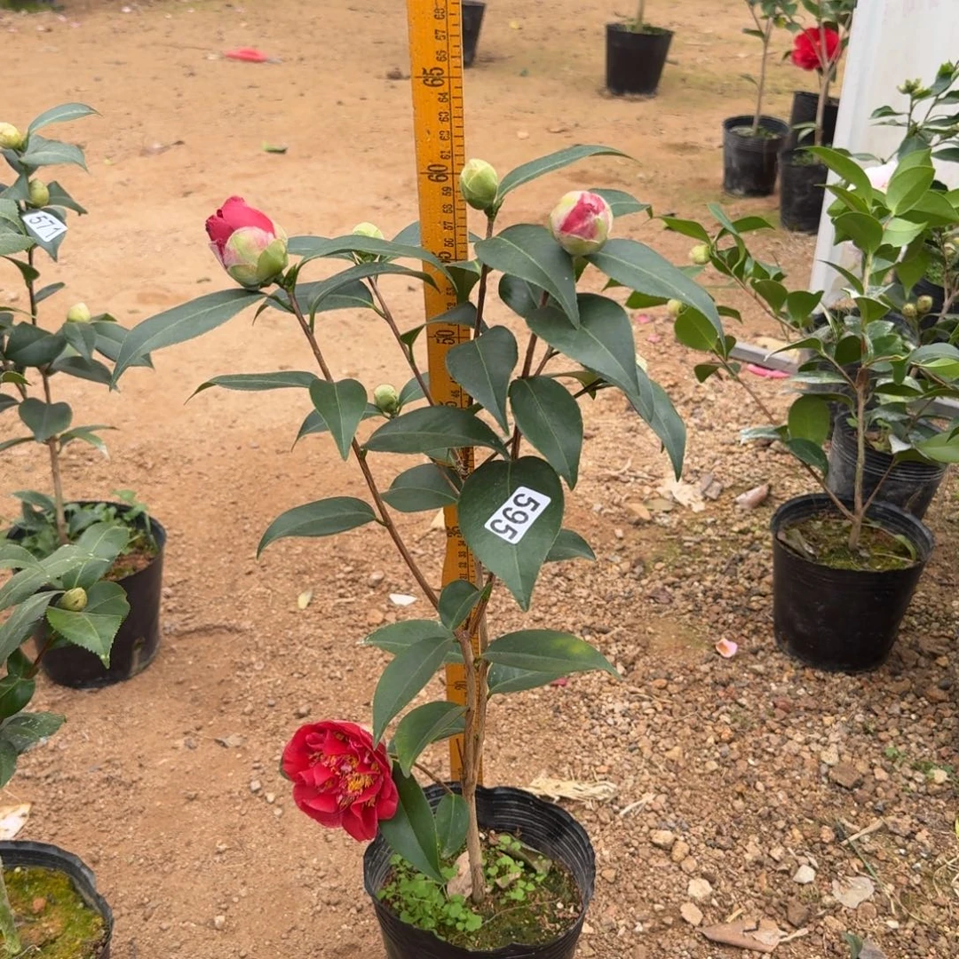 少量花朵（建议范围：2朵-5朵 或40%以下）595圣诞帽