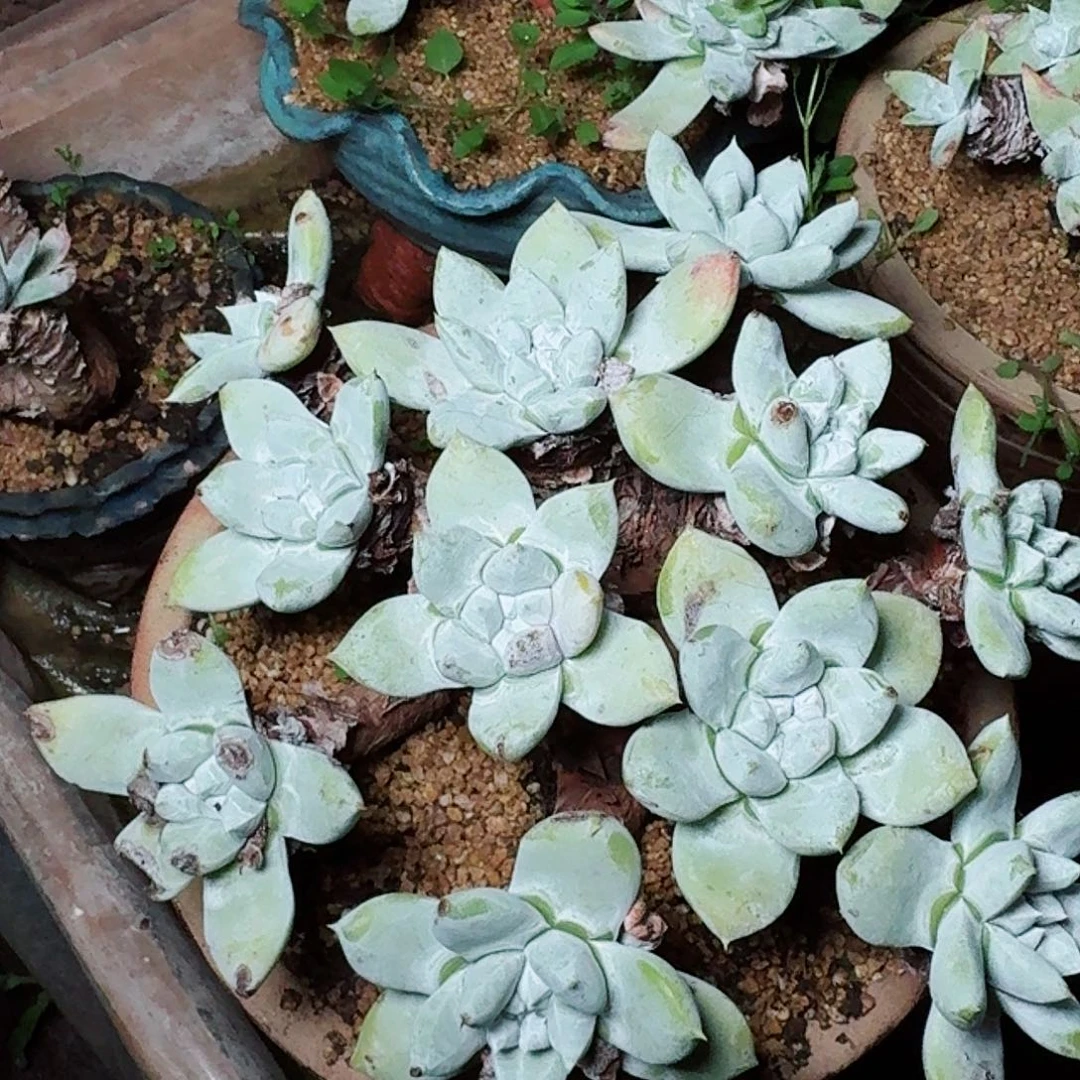 雨***相1267苹果拇指多肉