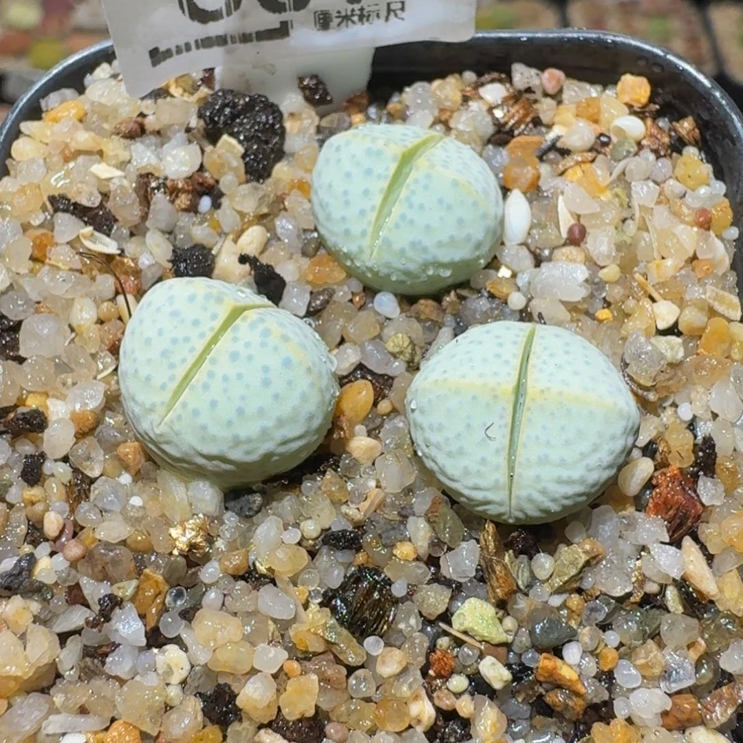 Ssss精品生石花637