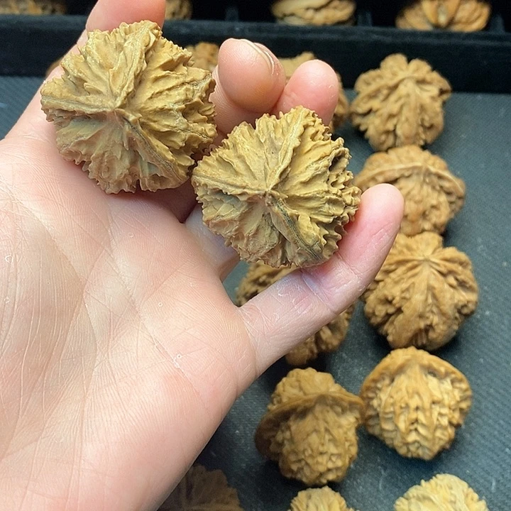 我是一只小小鸟的小