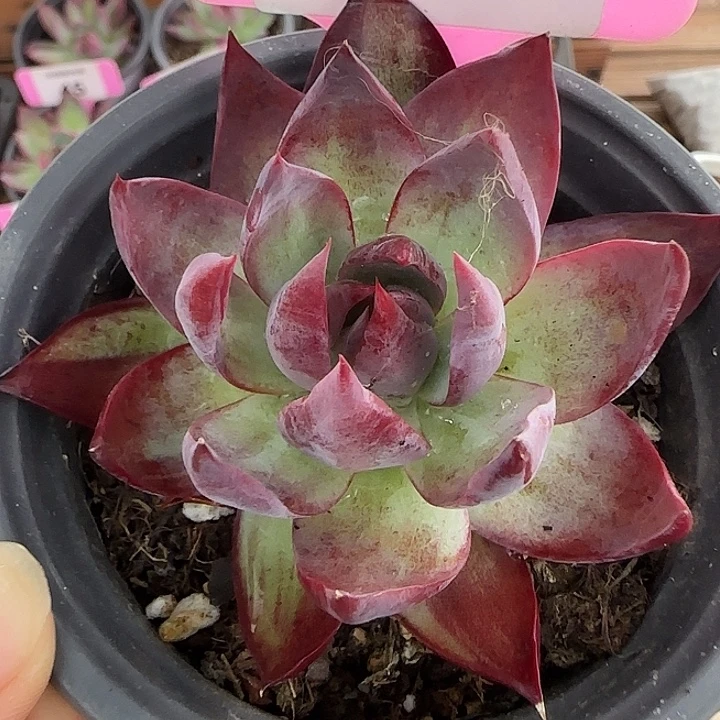 9 惊鸿仙子多肉植物